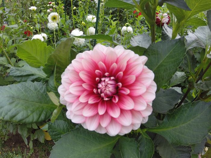 My experience with growing my own flowers