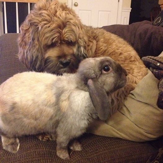 We havent had a pet post in a minute.