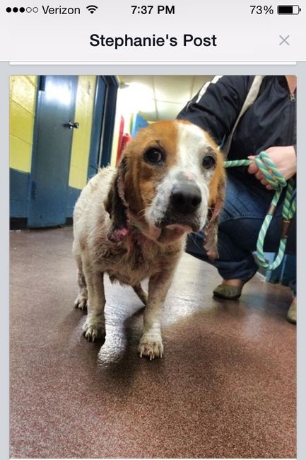 NWR: anyone in Louisville want to foster a dog?
