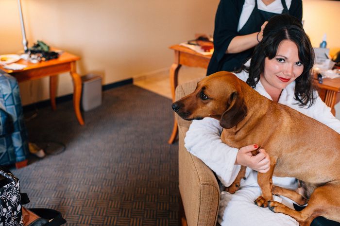 This is a pets in wedding thread.(I want to see pictures)