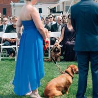 Animals in your wedding?