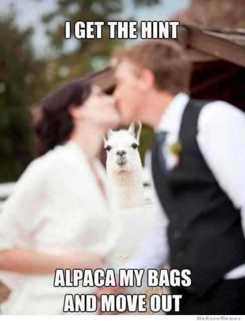 The alpaca thread is gone