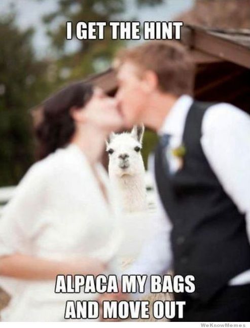 The alpaca thread is gone