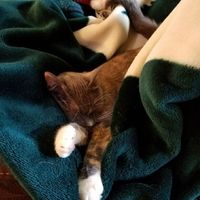 Show me your fur babies!