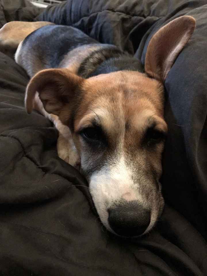 NWR: Adding New Member To Family (Furbaby)!!