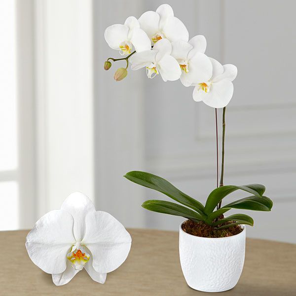 Do you have a must have flower?