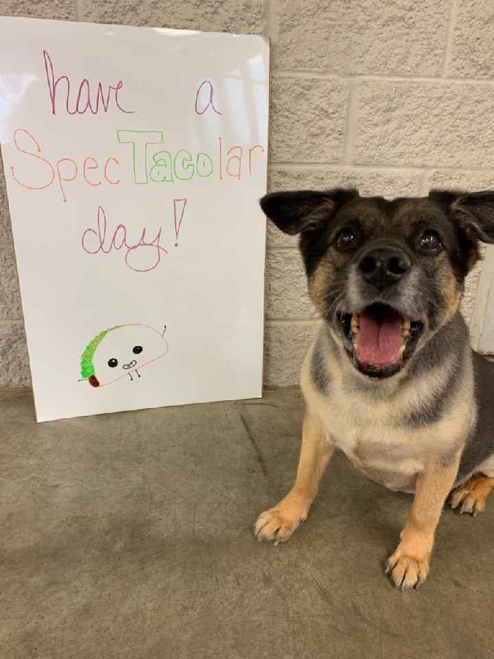 Show me your pup! - 1