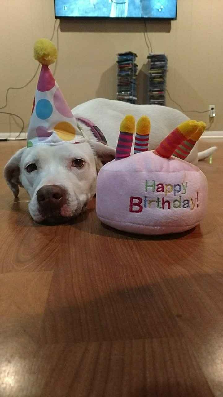 Furbaby pick me up