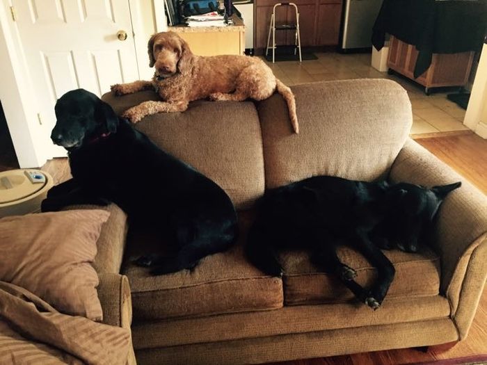 NWR: post pics of your pets!!