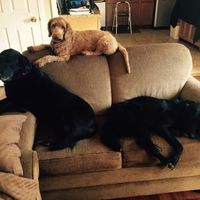 NWR: post pics of your pets!!