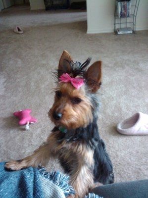 *NWR* Show me your pets/animals! *PICS*