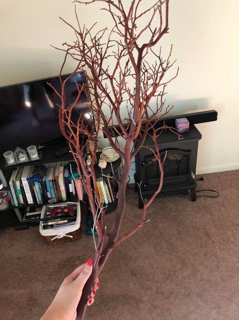 Gold Mazanita Tree - 1
