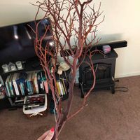 Gold Mazanita Tree - 1