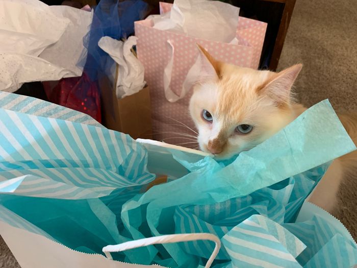 bas - Lingerie Shower 4