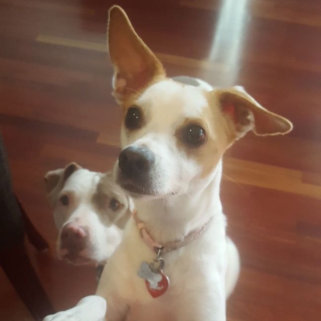 NWR: Silly pictures of your pets
