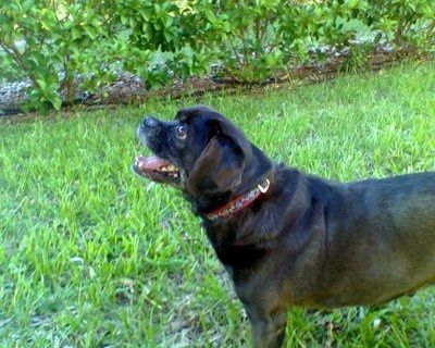 *NWR* Show me your pets/animals! *PICS*