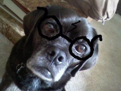 *NWR* Show me your pets/animals! *PICS*