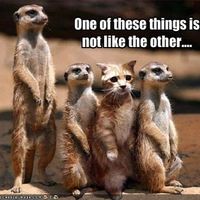 Shakespeare where art thou ?