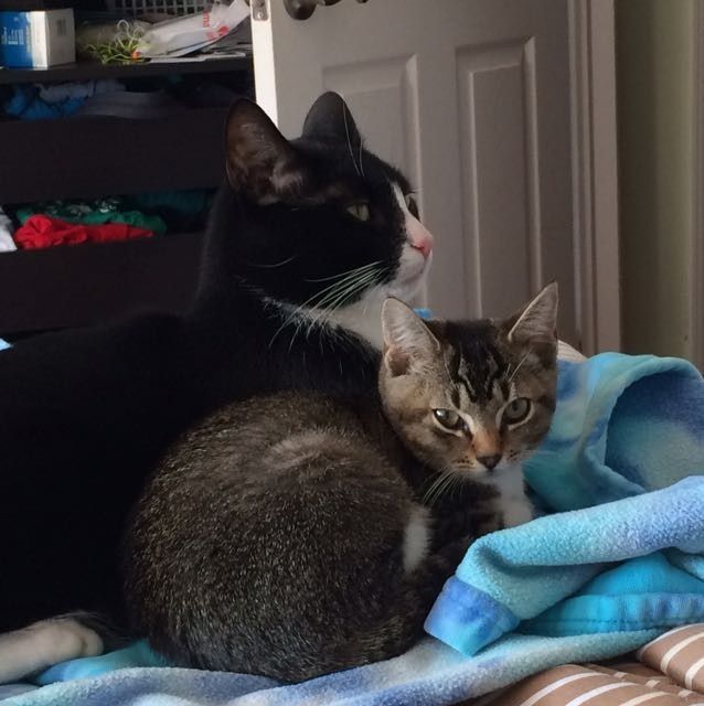 NWR: Tomorrow is National Cat Day!