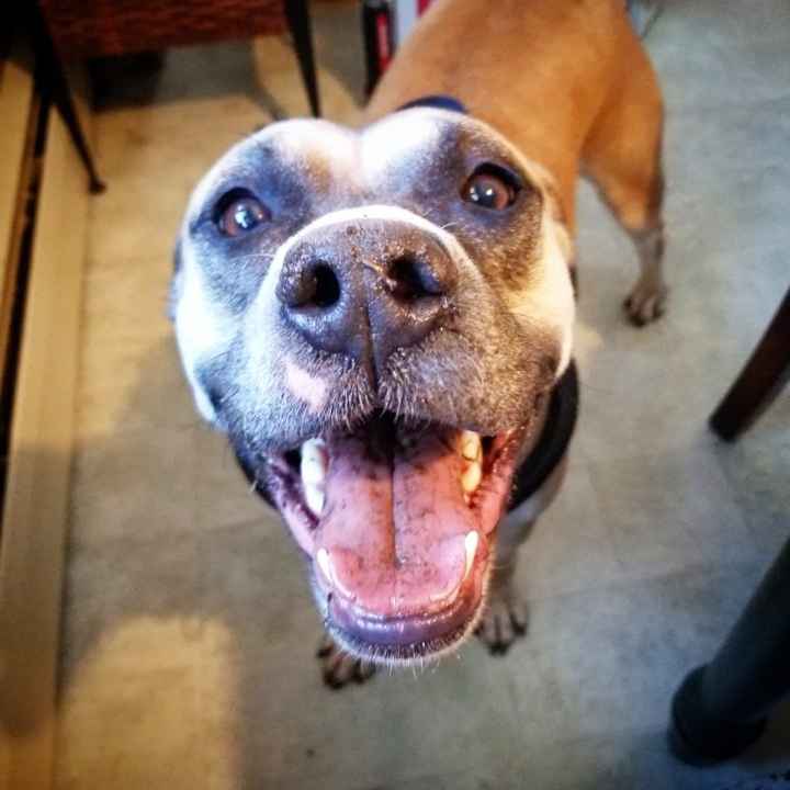 Dog-friendly venues in Massachusetts - 1