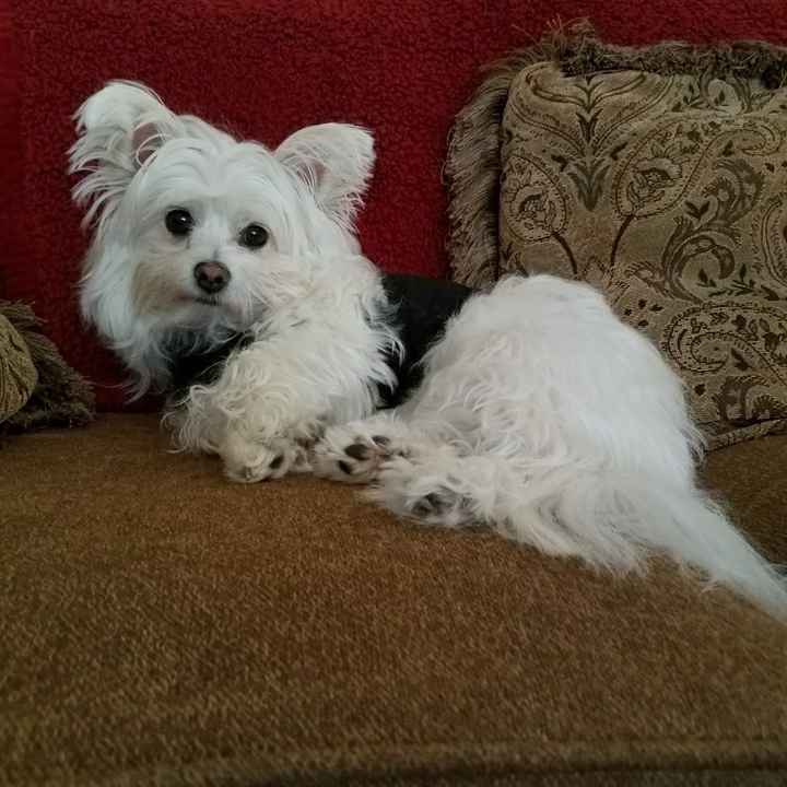 Show me your fur babies!