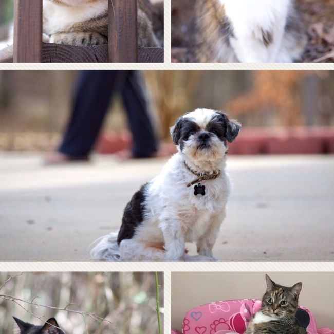 Show me your fur babies!