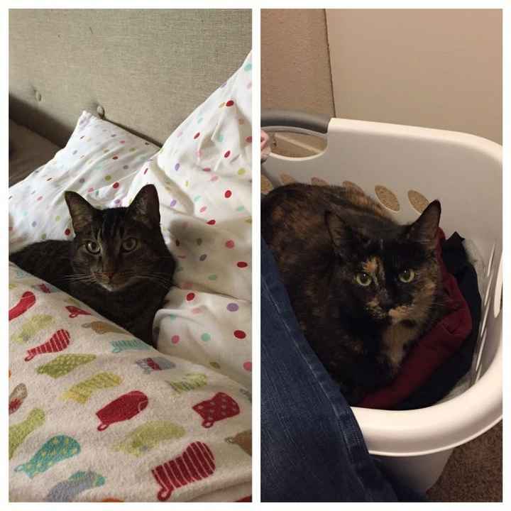 NWR: Tomorrow is National Cat Day!