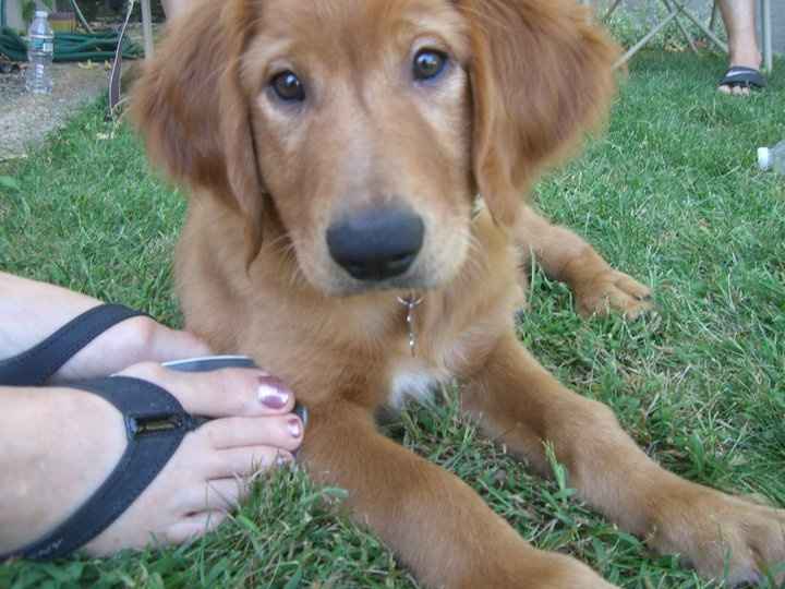 Furbabies then and now