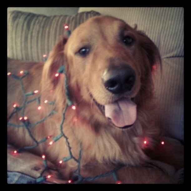 Its Friday - time for Furbabies...