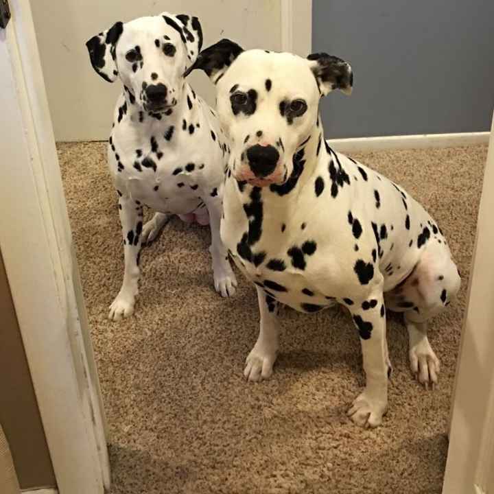 NWR: Bored? Show off your pets!