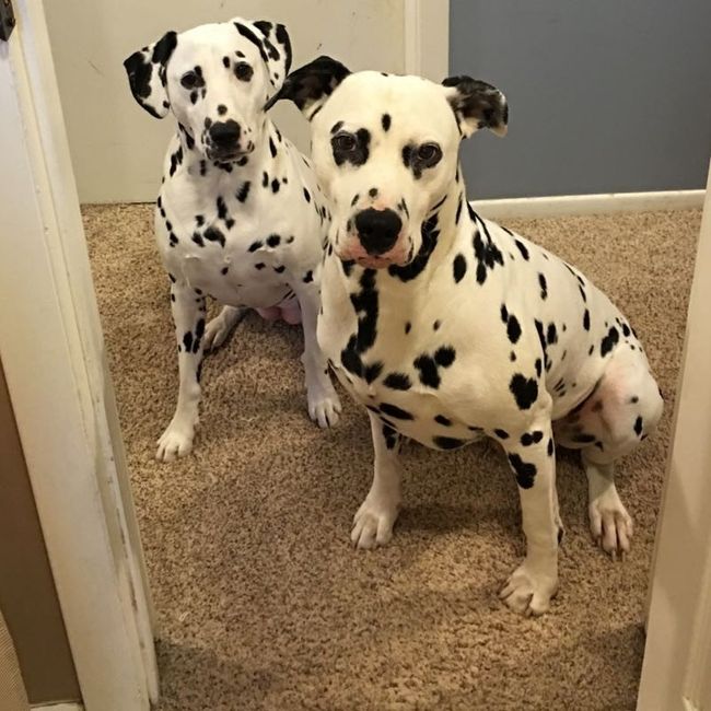 NWR: Bored? Show off your pets!