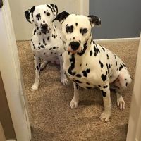 NWR: Bored? Show off your pets!