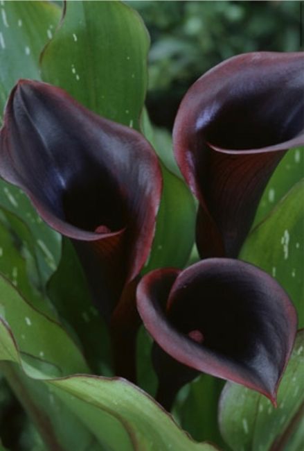 Non-traditional Brides 21