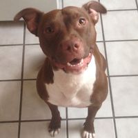 NWR: National Dog Day!