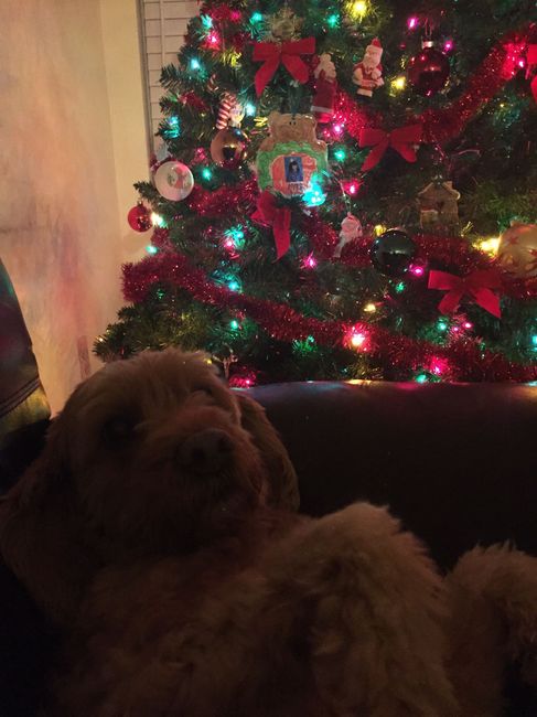 NWR: Show me your holiday spirit pets!