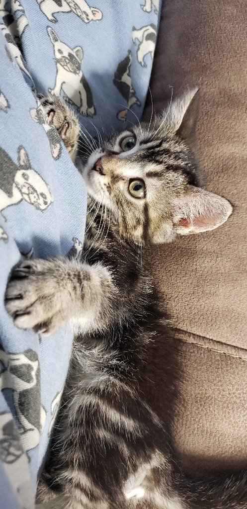 We started our family this weekend. - 1