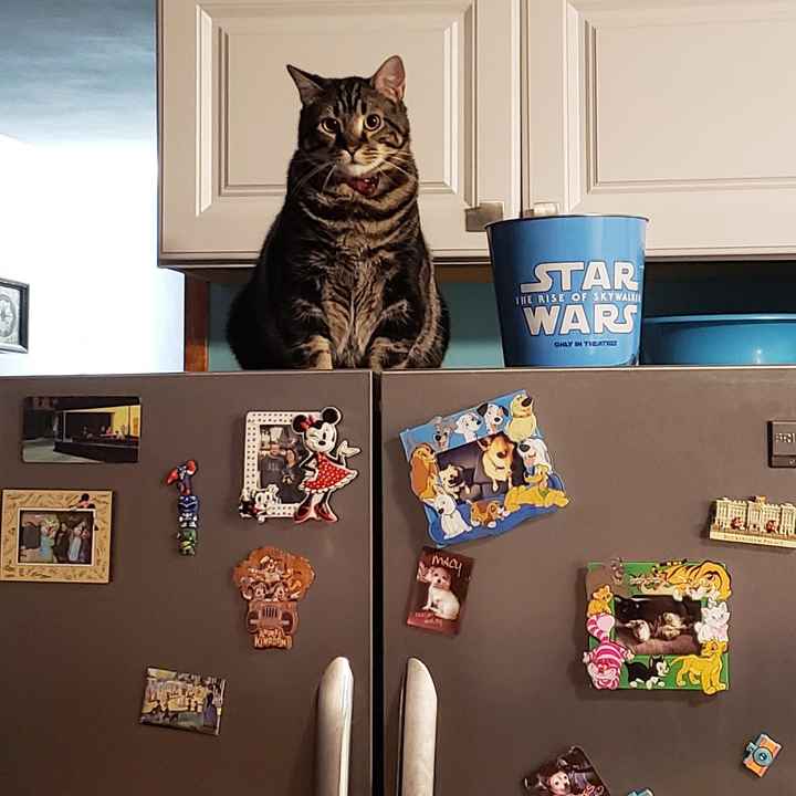 Show me your fur babies! - 1