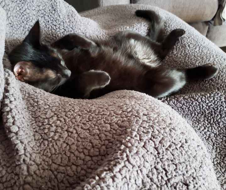 Show me your fur babies! - 2