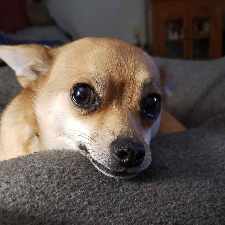 Show me your fur babies! - 4