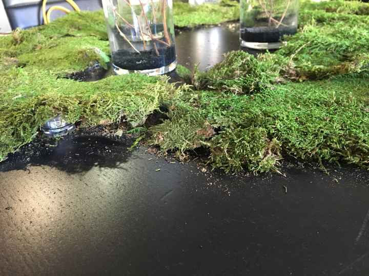 Decorating with moss help?!