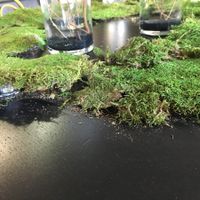 Decorating with moss help?!