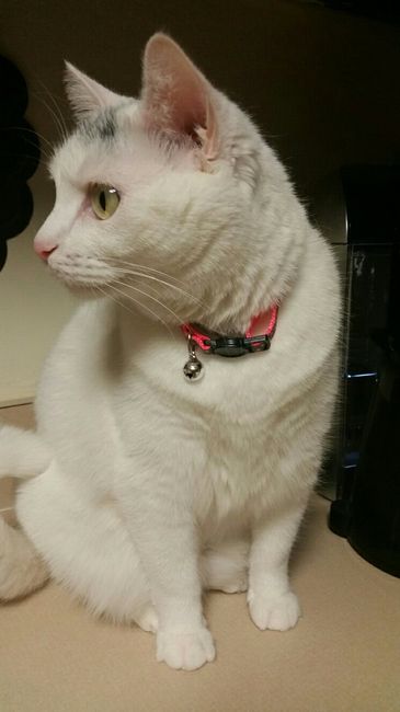 Spinoff: Show us your rescues!