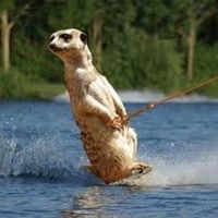 NWR - FREEDOM - an apology!