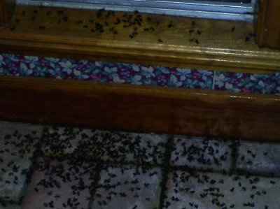 OMG Killer Bees... Have any of you....? ***UPDATE***
