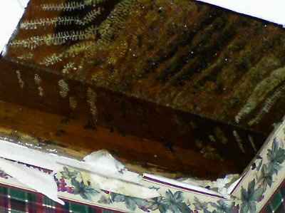 OMG Killer Bees... Have any of you....? ***UPDATE***
