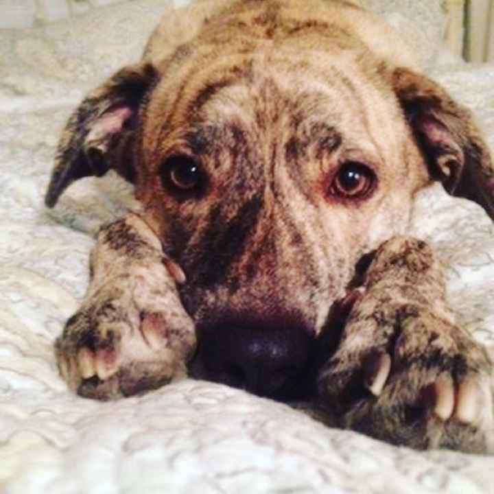 Nwr- show me your fur babies