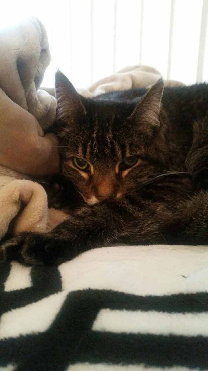 NWR: post pics of your pets!!