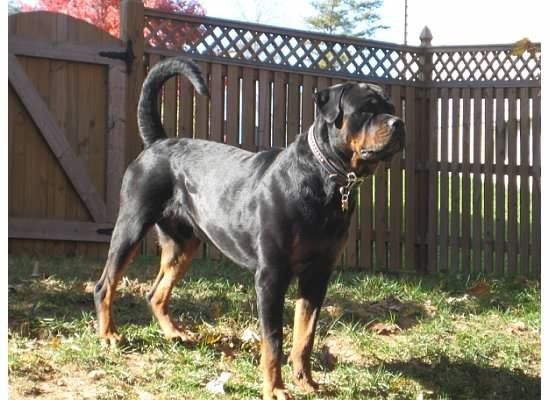 NWR- show me your pet!