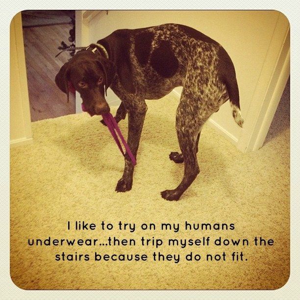 NWR:  Things to make you laugh... I needed a pick me up and in case I'm not alone