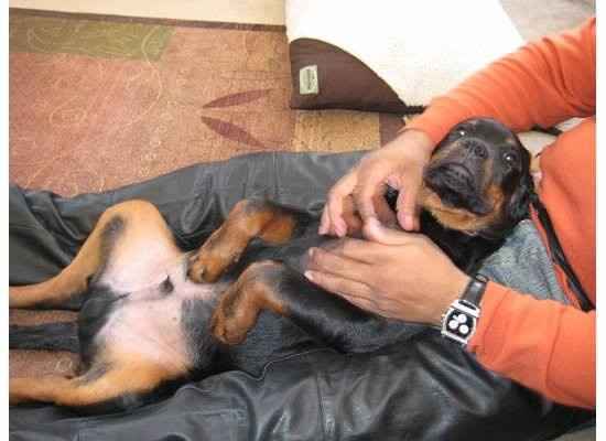 Need cheering up. Show me your puppies!